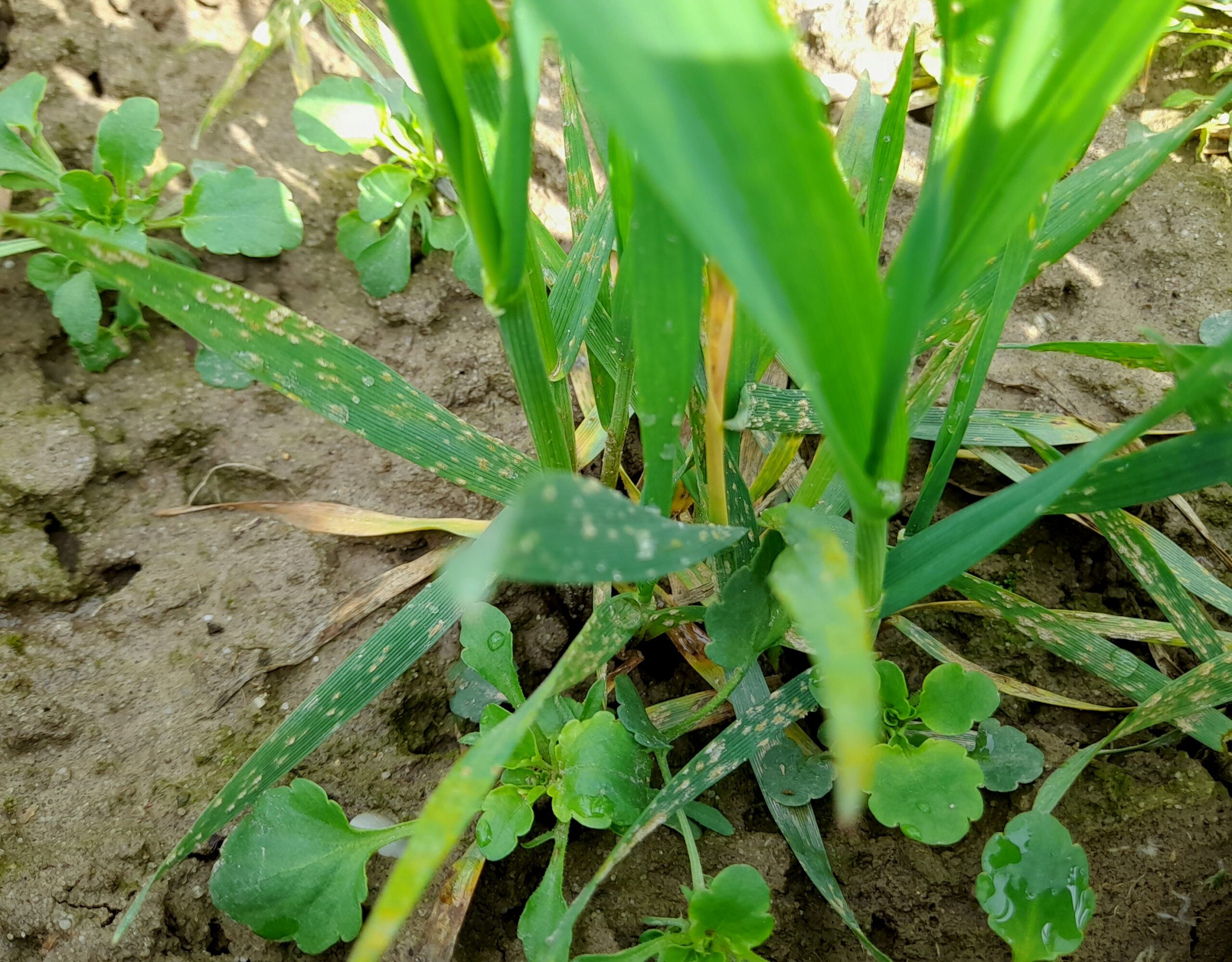 Wiosenna ochrona zbóż i rzepaku uzupełnienie Agrocentrum Sp z o o